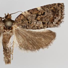   C .  occidentalis. ©  Loren Jones. Image used with permission.
